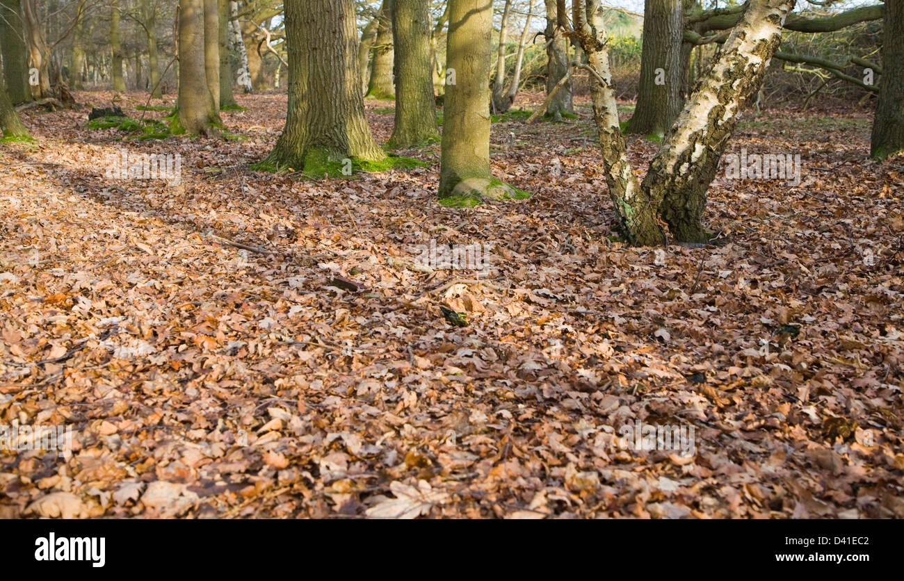 Caduta foglie formante lo strato di figliata di foglia sul bosco di latifoglie pavimento in inverno, Suffolk, Inghilterra Foto Stock