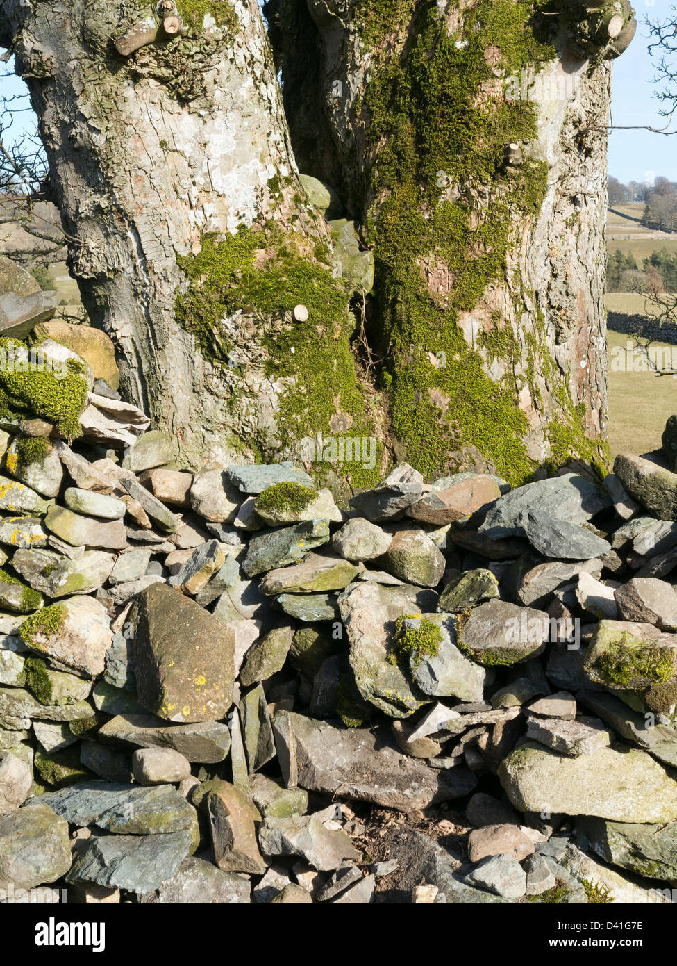 Chiusura del tronco di albero troppo vicino a stalattite parete che mostra rotto e burattati pietre Foto Stock