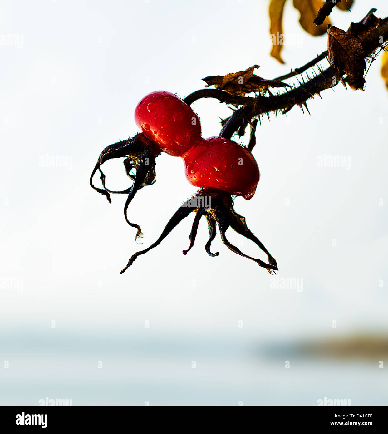 Bacche di Rosa canina dal fiume sotto la pioggia Foto Stock