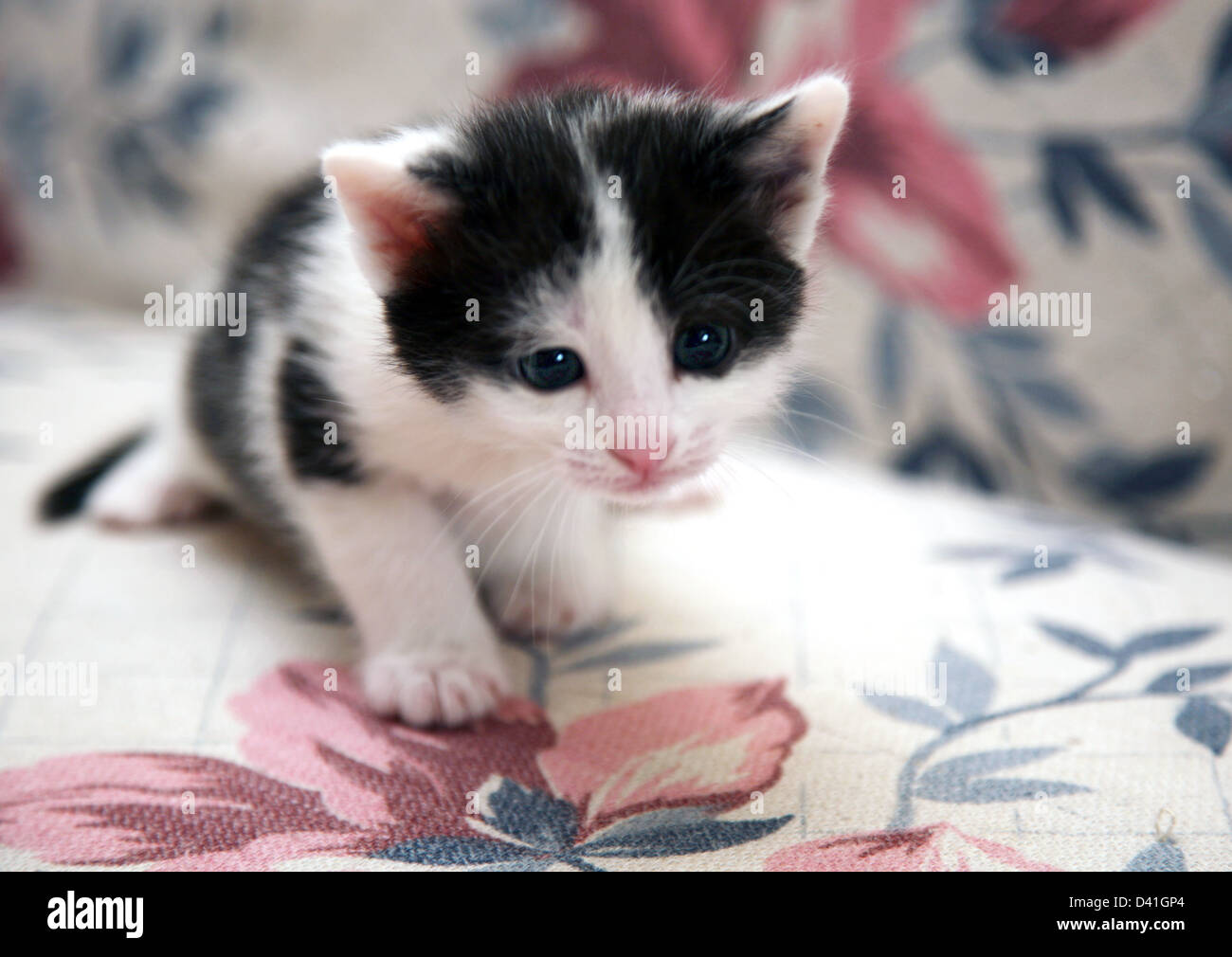 Primo passo piccolo gattino Foto Stock