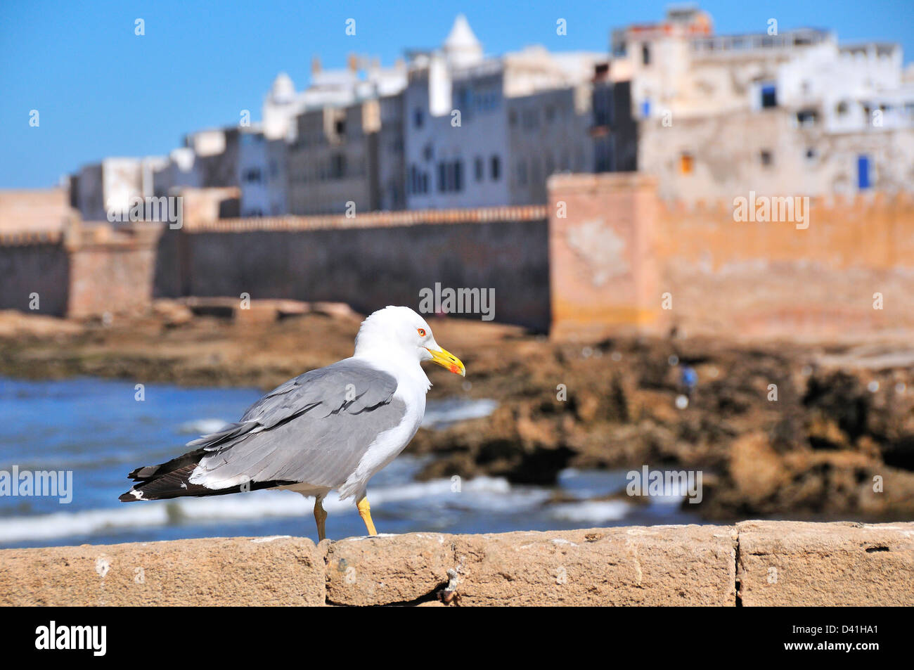 Seagull in piedi sulla parete del mare con Essaouira, Marocco, e le sue mura fortificate 16 °-c Marocco fuori fuoco in background Foto Stock