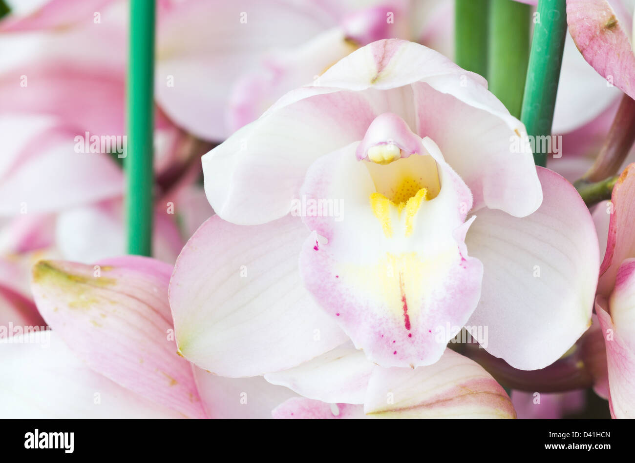 Light-Pink petali di orchidee in Thailandia. Foto Stock