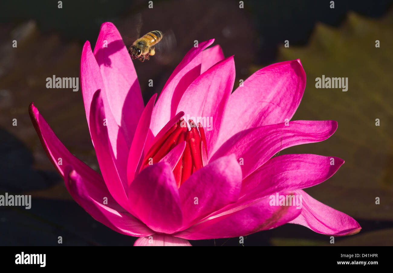 Closeup colpo di rosa petalo Lotus nello stagno. Foto Stock