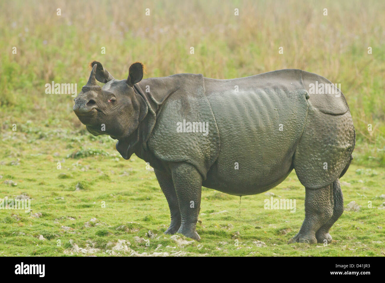 Un corno di rinoceronte nella prateria aperta, il Parco Nazionale di Kaziranga, India Foto Stock