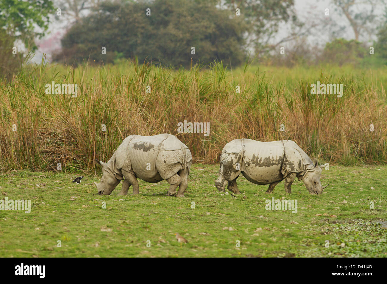 Un corno di rinoceronte nella prateria, il Parco Nazionale di Kaziranga, India Foto Stock