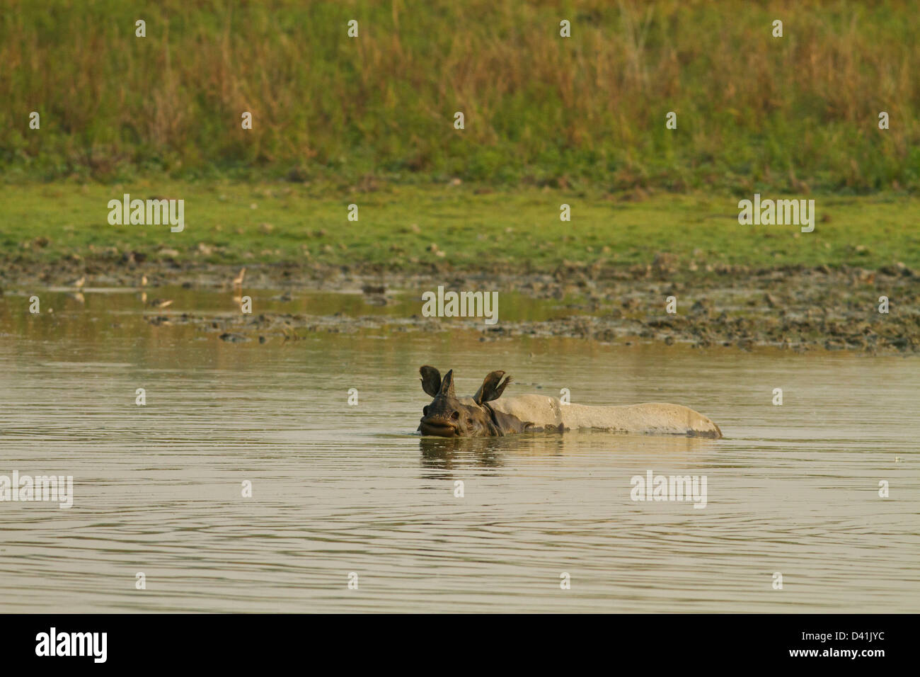 Un corno di rinoceronte nel fiume, il Parco Nazionale di Kaziranga, India Foto Stock