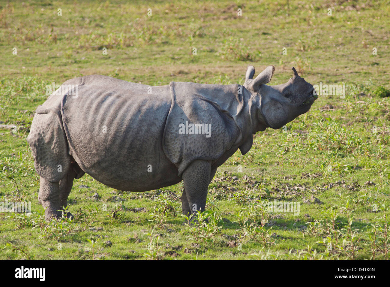 Un corno di rinoceronte nella terra di erba, il Parco Nazionale di Kaziranga, India Foto Stock