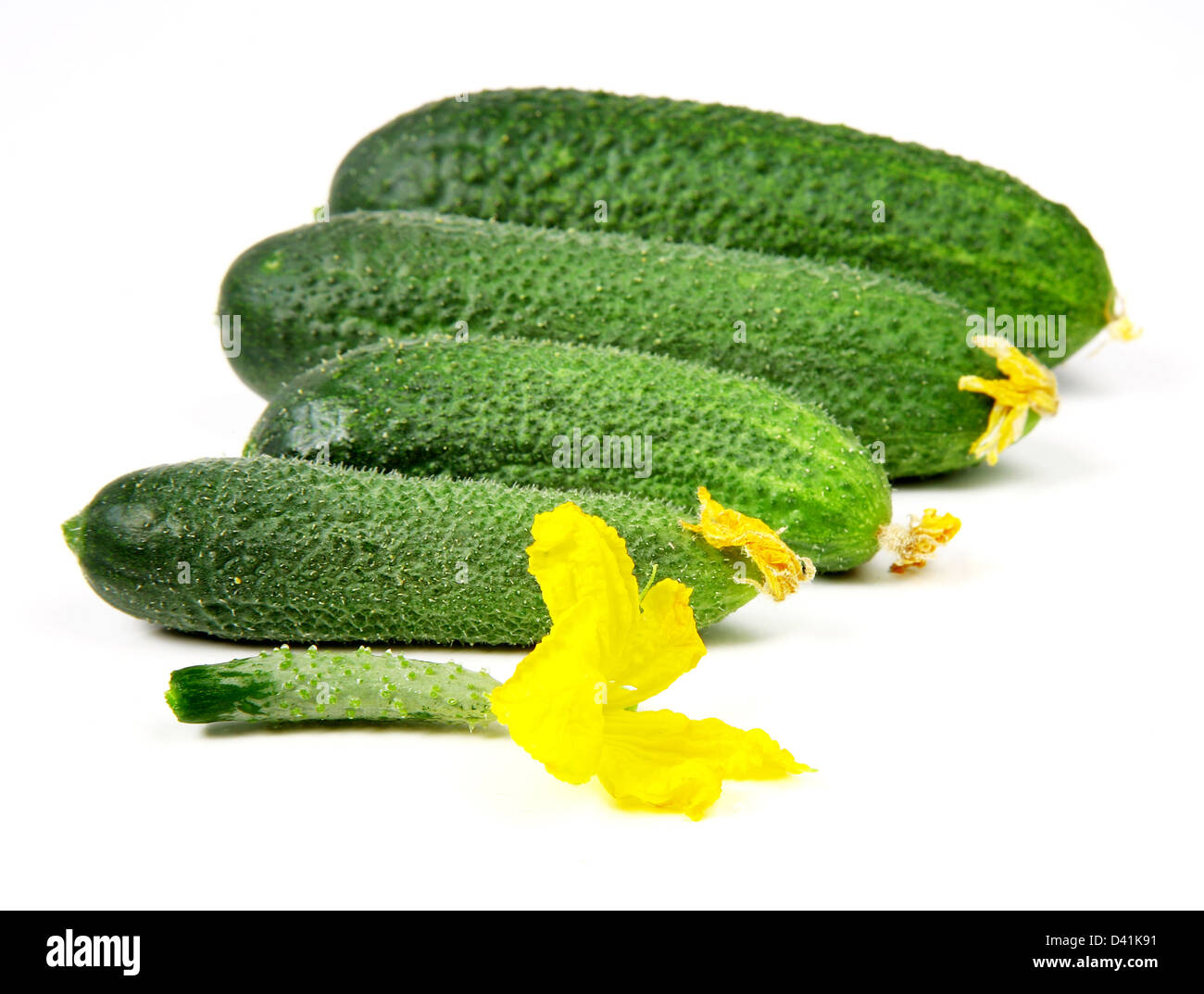 La freschezza dei cetrioli - da piccole a grandi dimensioni Foto Stock