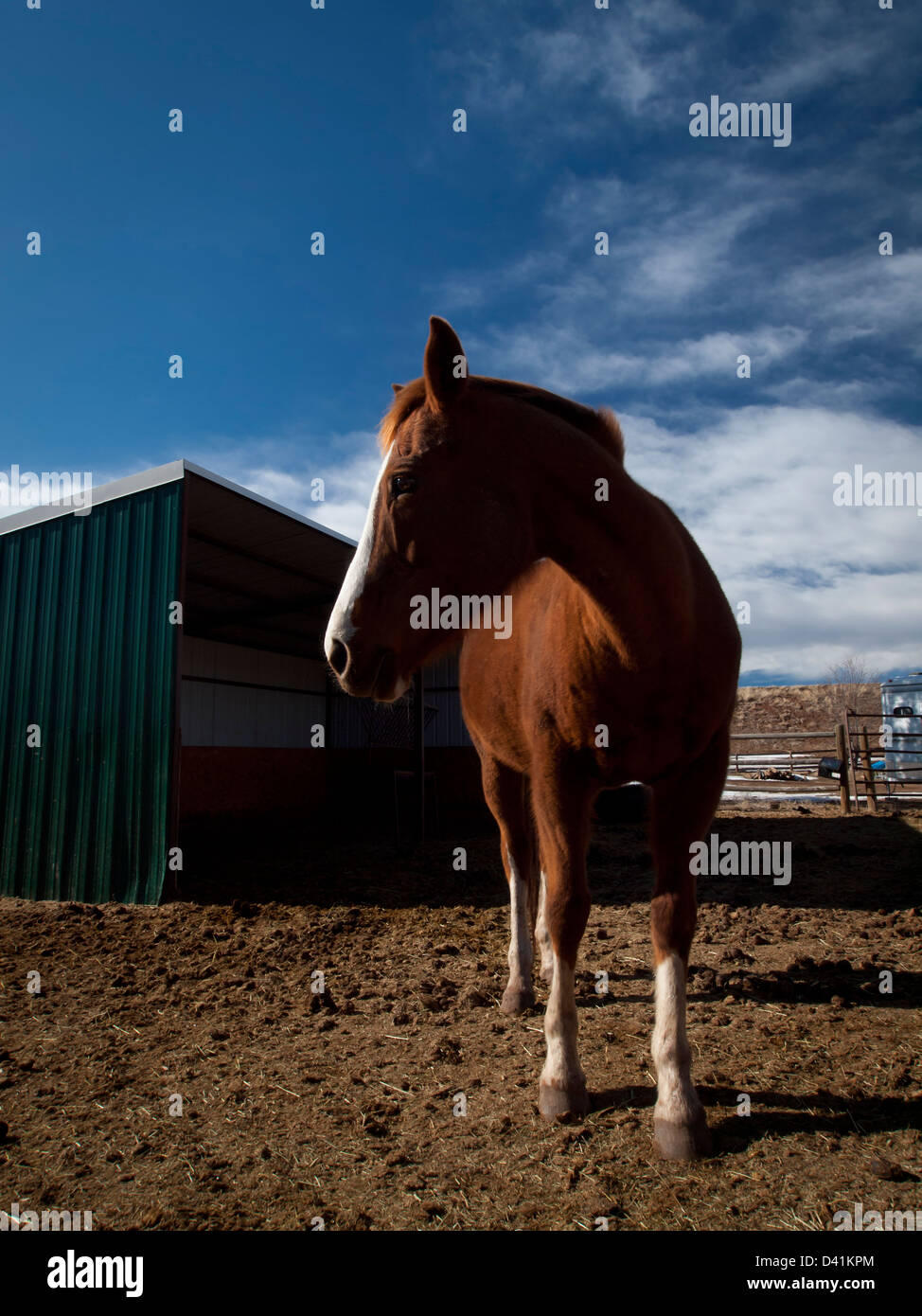 Cavalli sulla fattoria in Colorado. Foto Stock