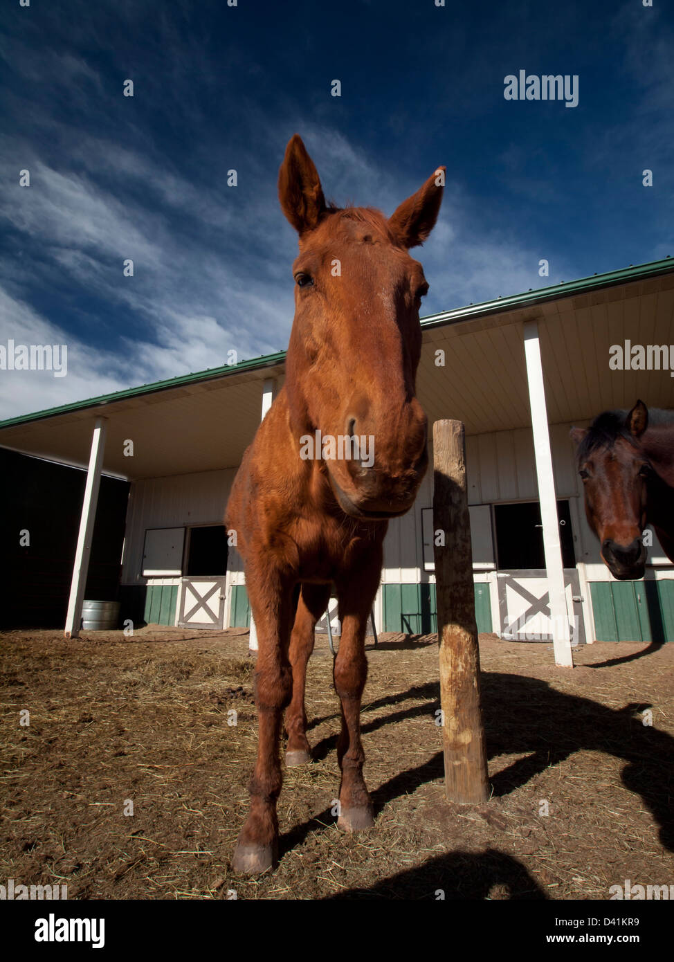 Cavalli sulla fattoria in Colorado. Foto Stock