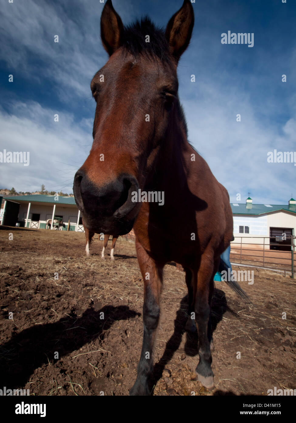 Cavalli sulla fattoria in Colorado. Foto Stock