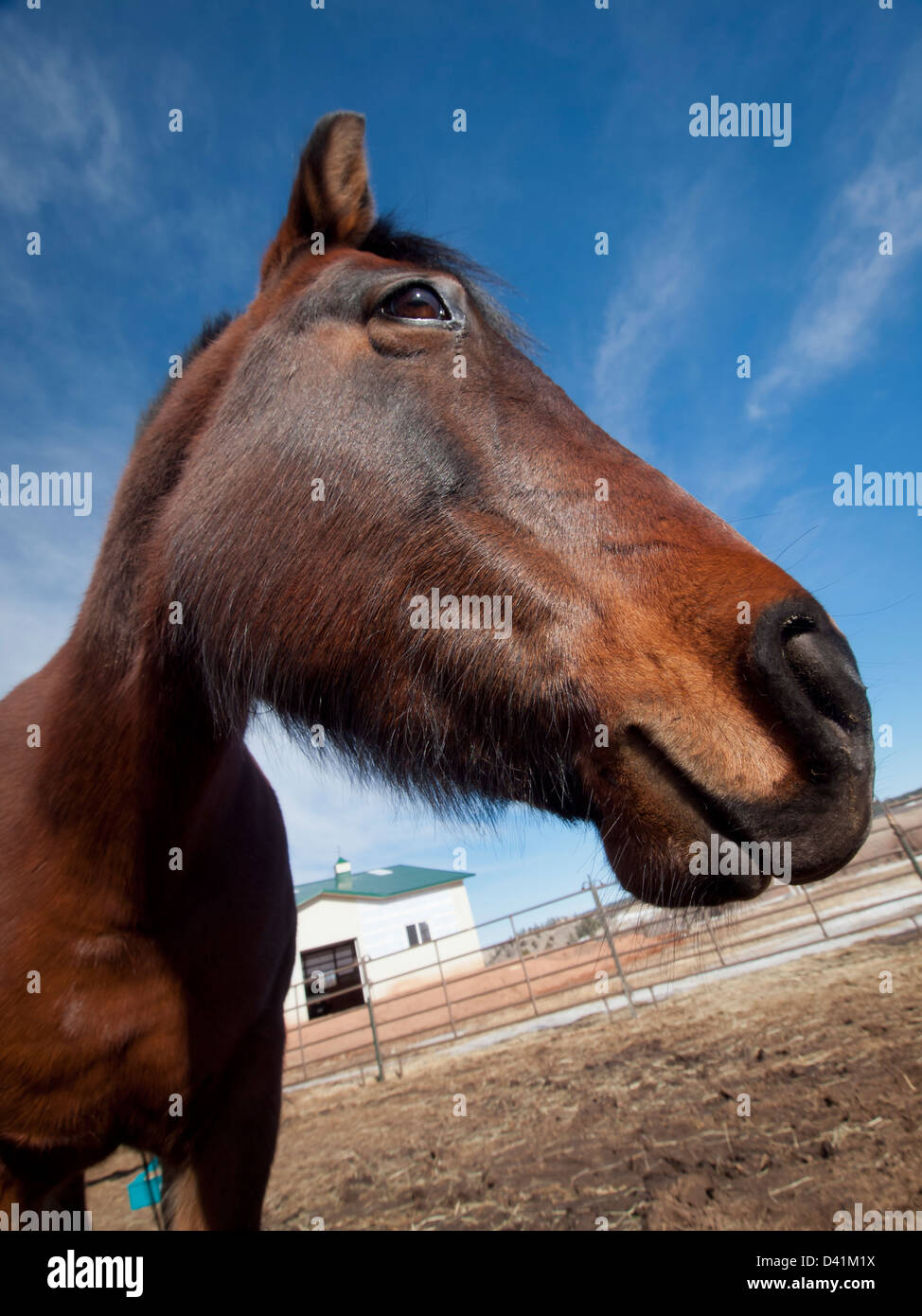 Cavalli sulla fattoria in Colorado. Foto Stock