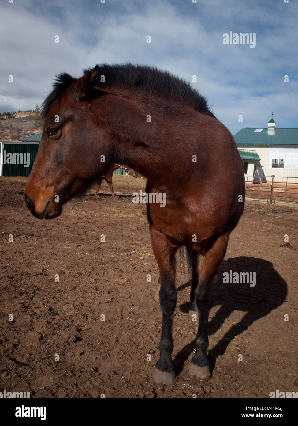 Cavalli sulla fattoria in Colorado. Foto Stock
