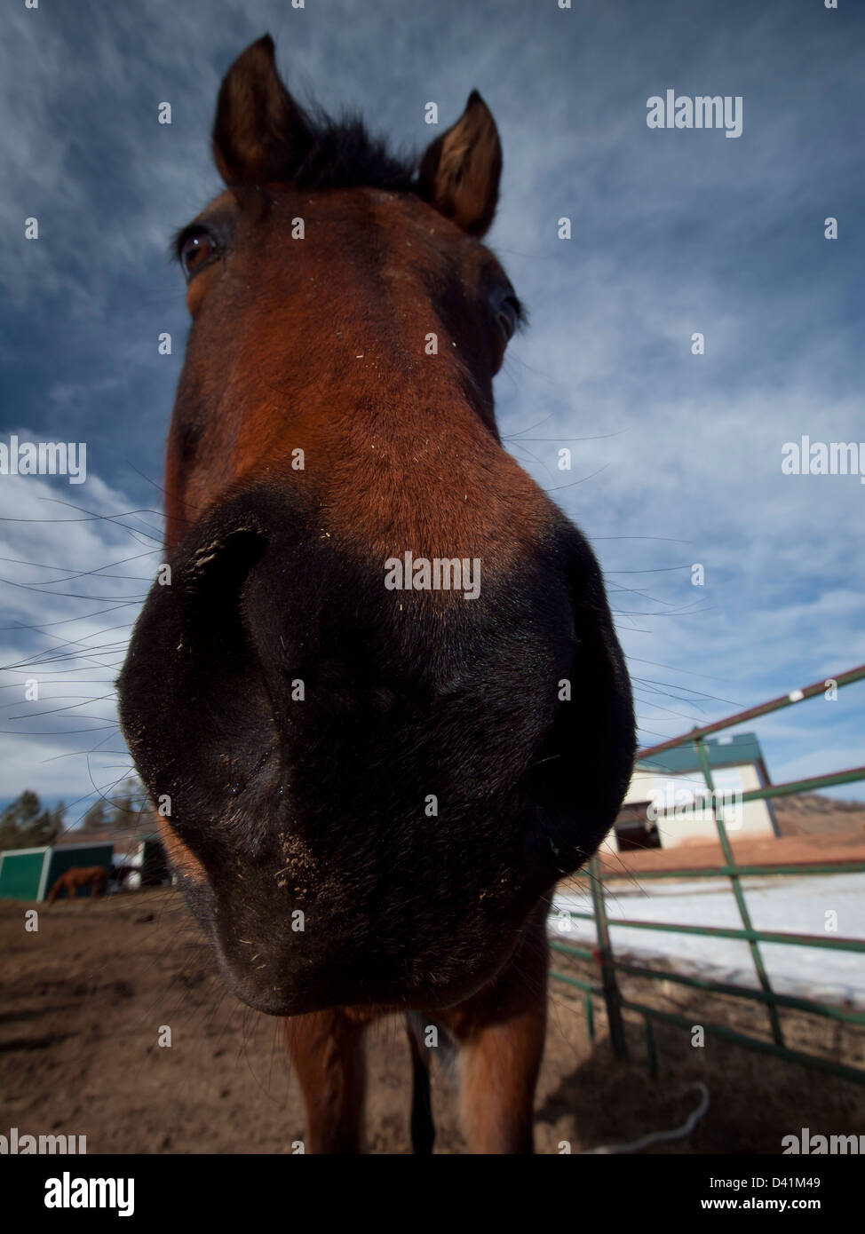 Cavalli sulla fattoria in Colorado. Foto Stock