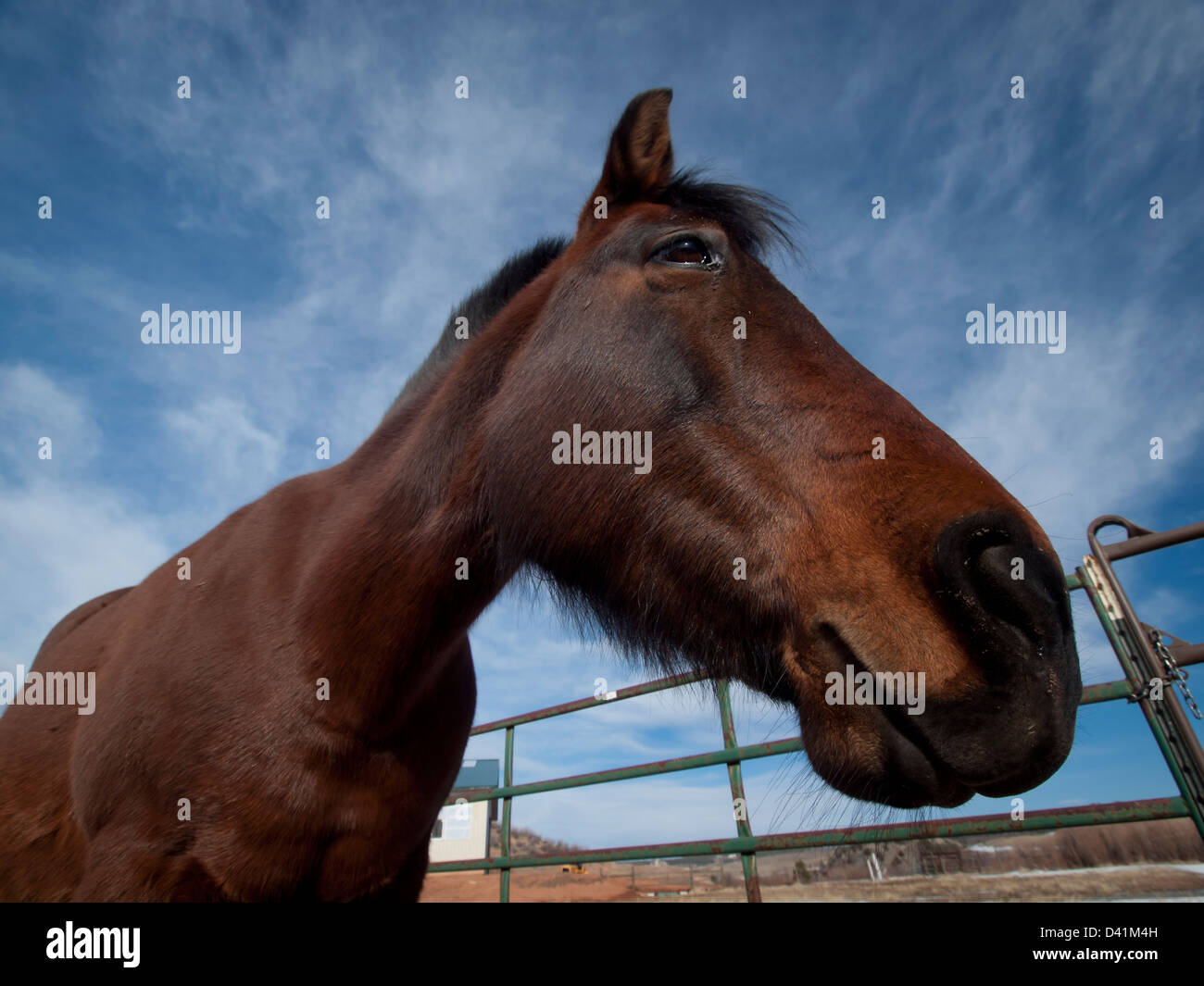 Cavalli sulla fattoria in Colorado. Foto Stock