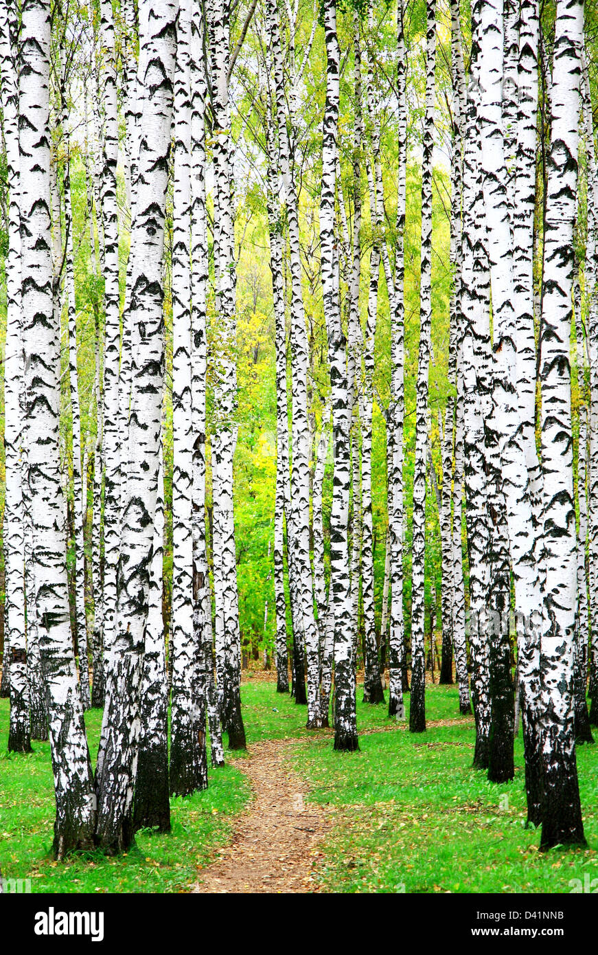 Nei primi giorni di autunno nel boschetto di betulle Foto Stock