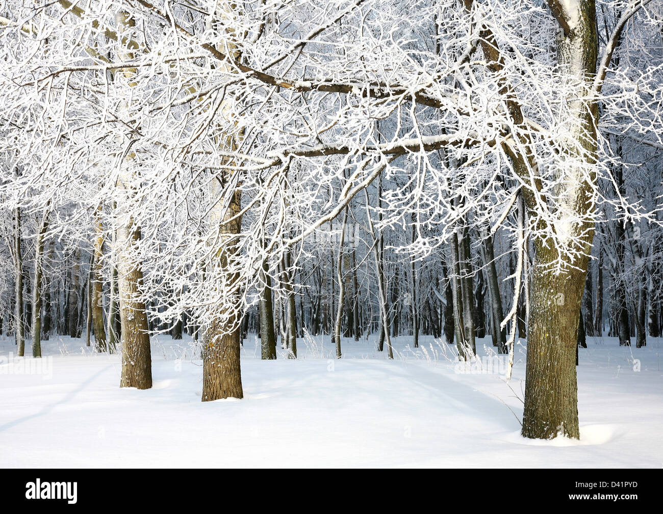 Inverno russo - ramo con configurazione di neve Foto Stock