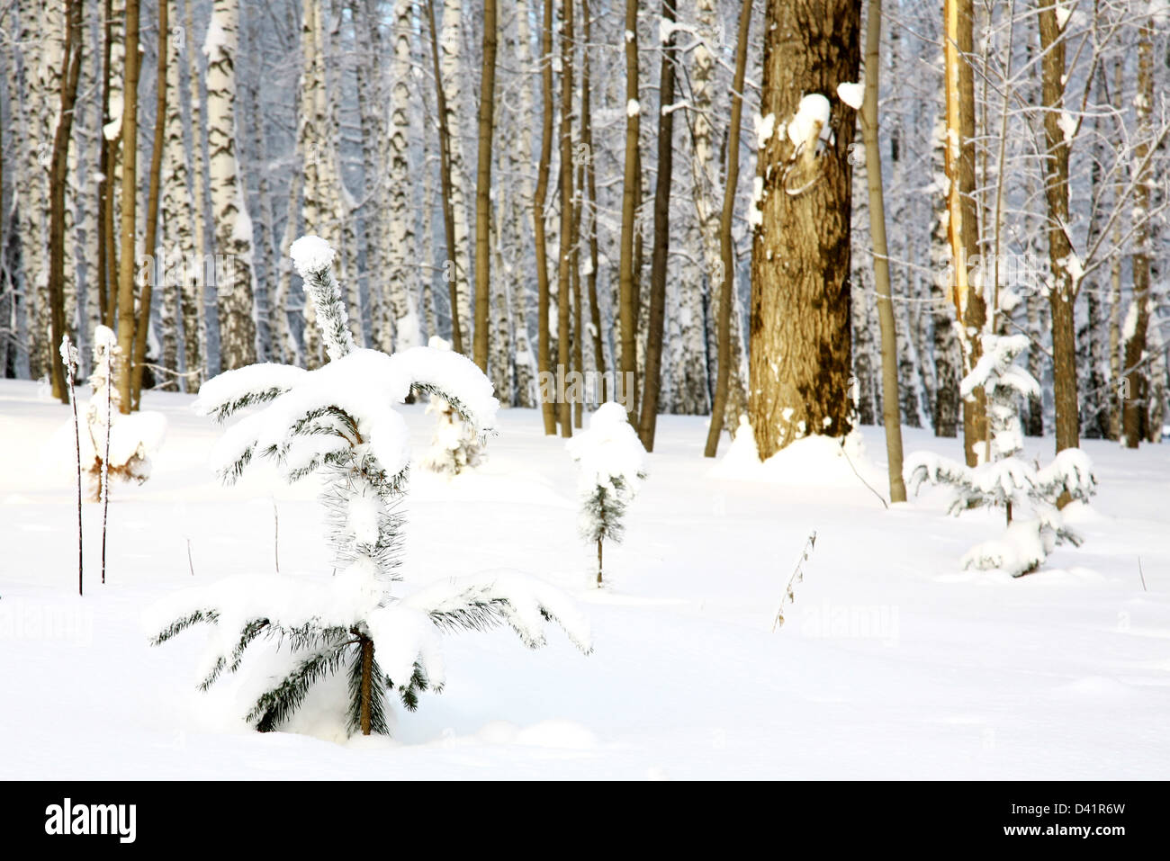 Piccolo abete coperto di neve su birch grove sfondo Foto Stock