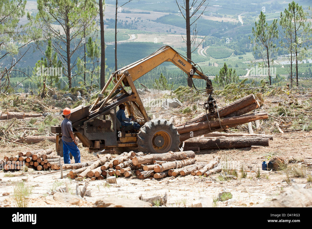 Gli operai forestali abbattimento di alberi di pino nella Western Cape  regione Sud Africa c Foto stock - Alamy