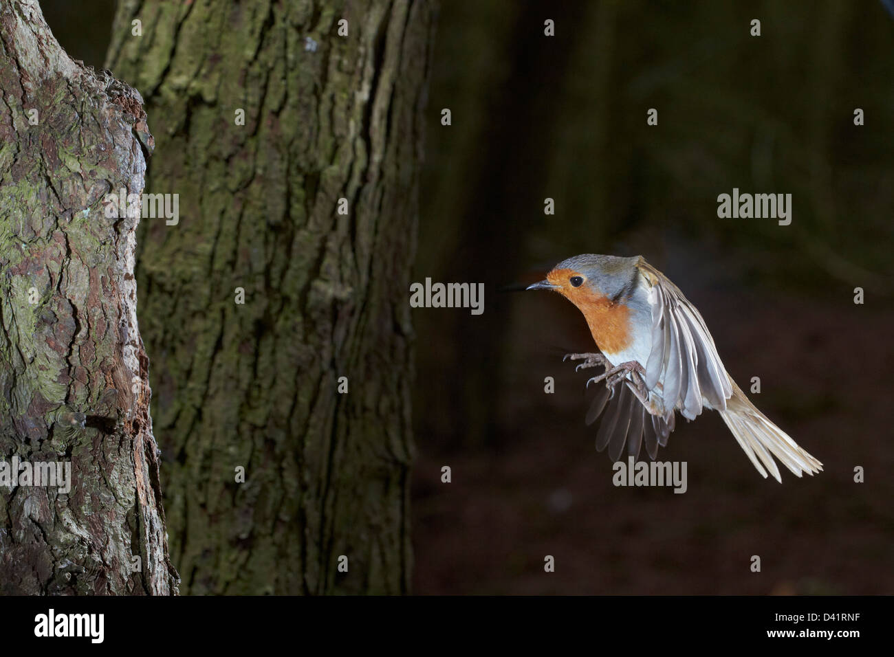 Robin, Erithacus rubecula, in volo, REGNO UNITO Foto Stock Robin, Erithacus rubecula, in volo, REGNO UNITO Foto Stock