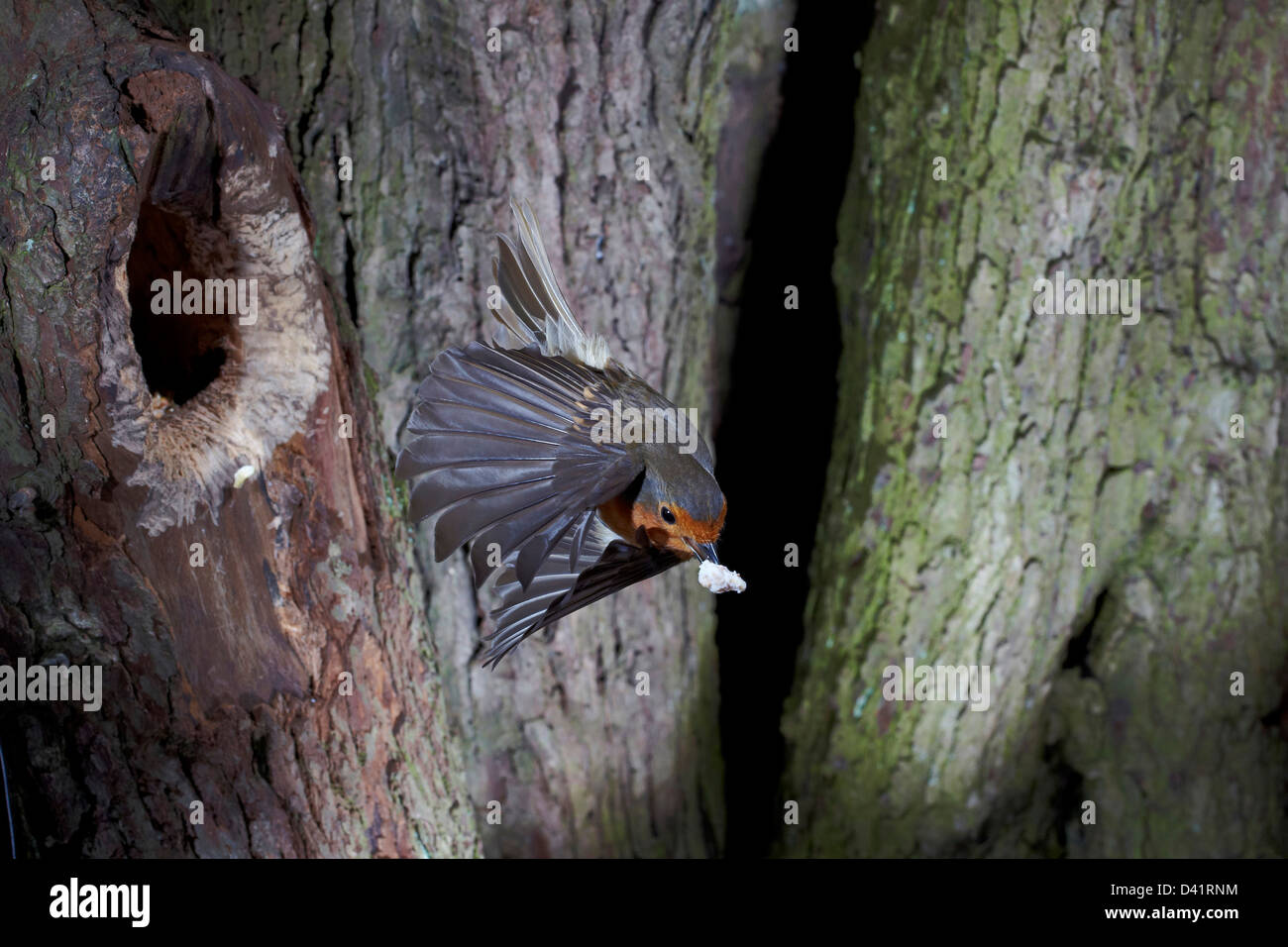 Robin, Erithacus rubecula, volare al di fuori di un foro in un albero, REGNO UNITO Foto Stock Robin, Erithacus rubecula, volare al di fuori di un foro in un albero, REGNO UNITO Foto Stock