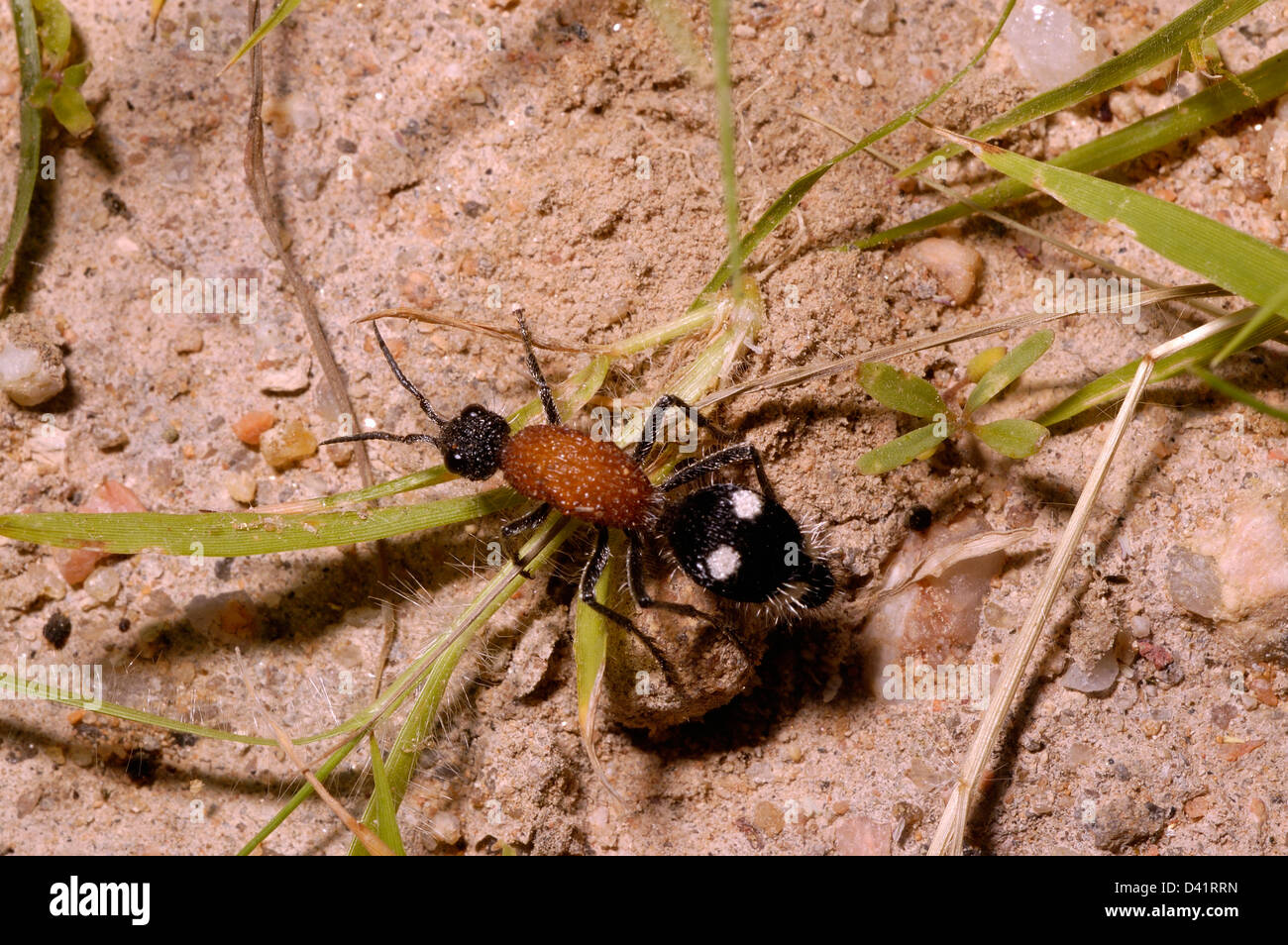 Velvet ant / mutillide wasp (Trispilotilla sp.: Mutillidae), Namibia Foto Stock