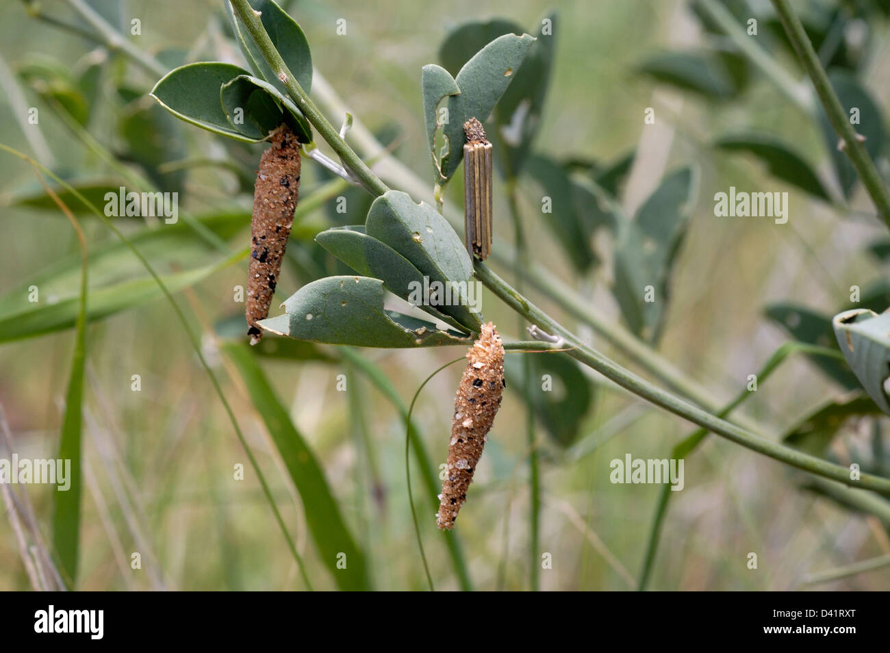 Bagworm moth lavae (Psychidae) nei loro casi, Namibia Foto Stock