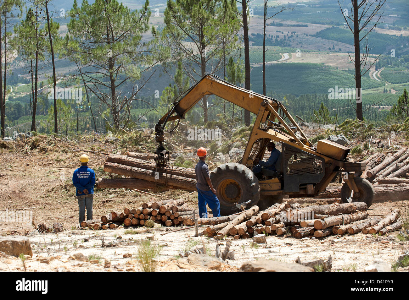 Gli operai forestali abbattimento di alberi di pino nella Western Cape regione Sud Africa c Foto Stock