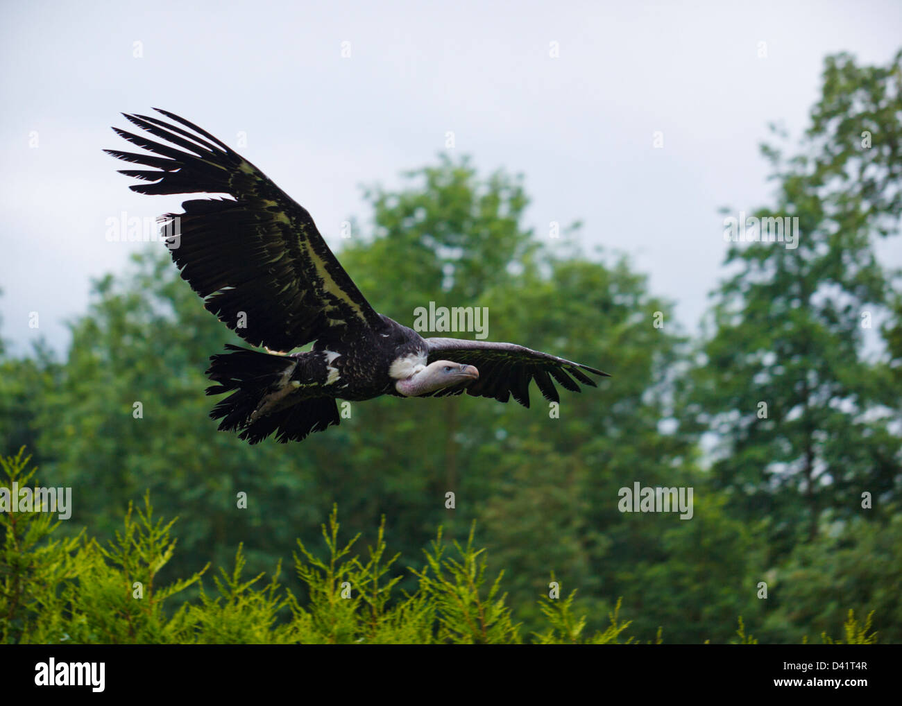 La falda di fronte avvoltoio in volo Foto Stock
