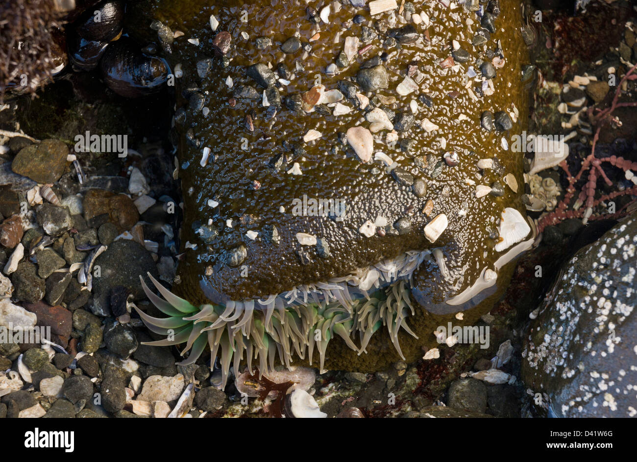 Verde gigante Anemone, Anthopleura xanthogrammica, in tidepool sul Nord costa della California a MacKerricher State Park Foto Stock