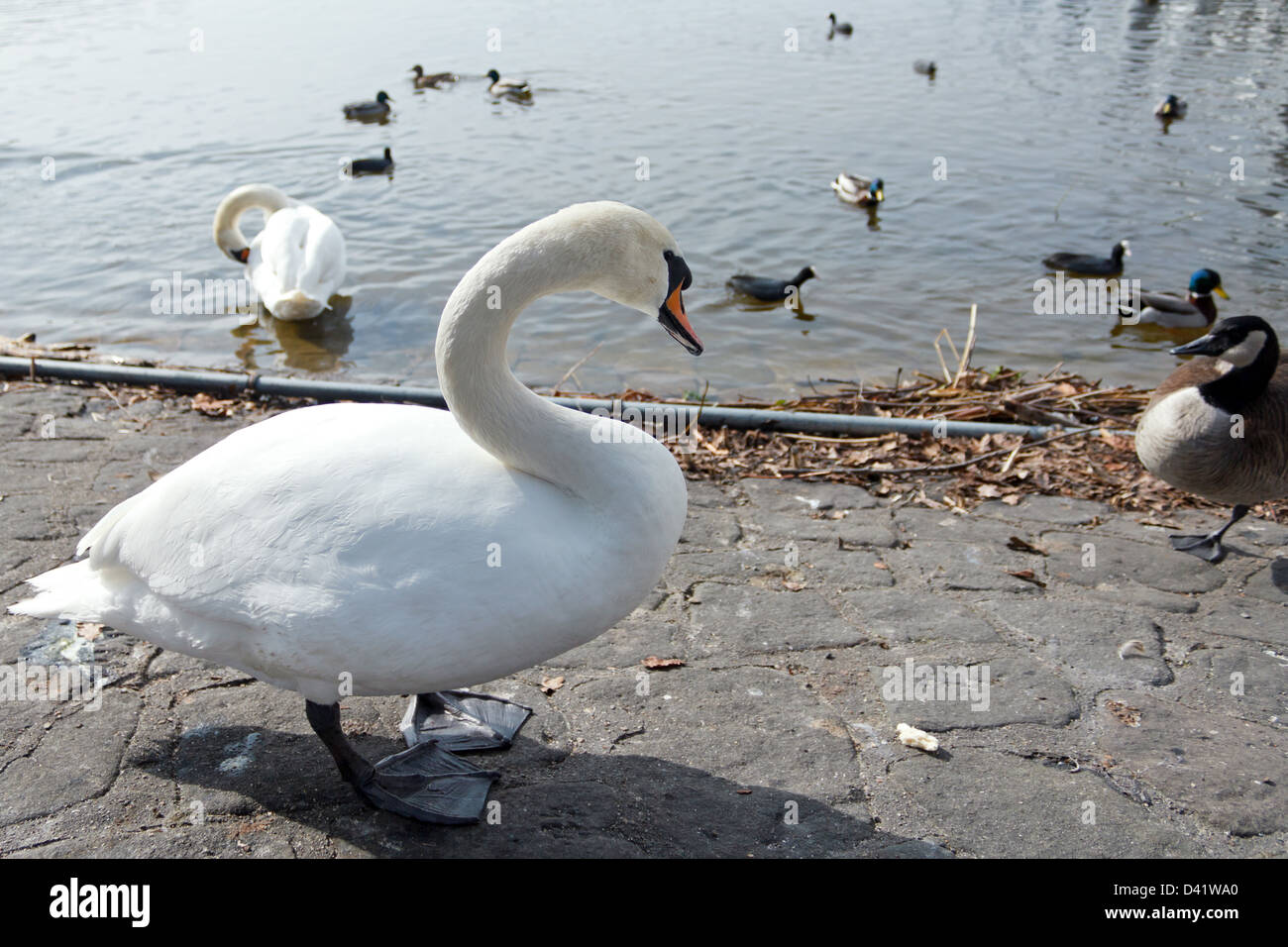 Berlino, Germania, un cigno al Lago di Tegel Foto Stock