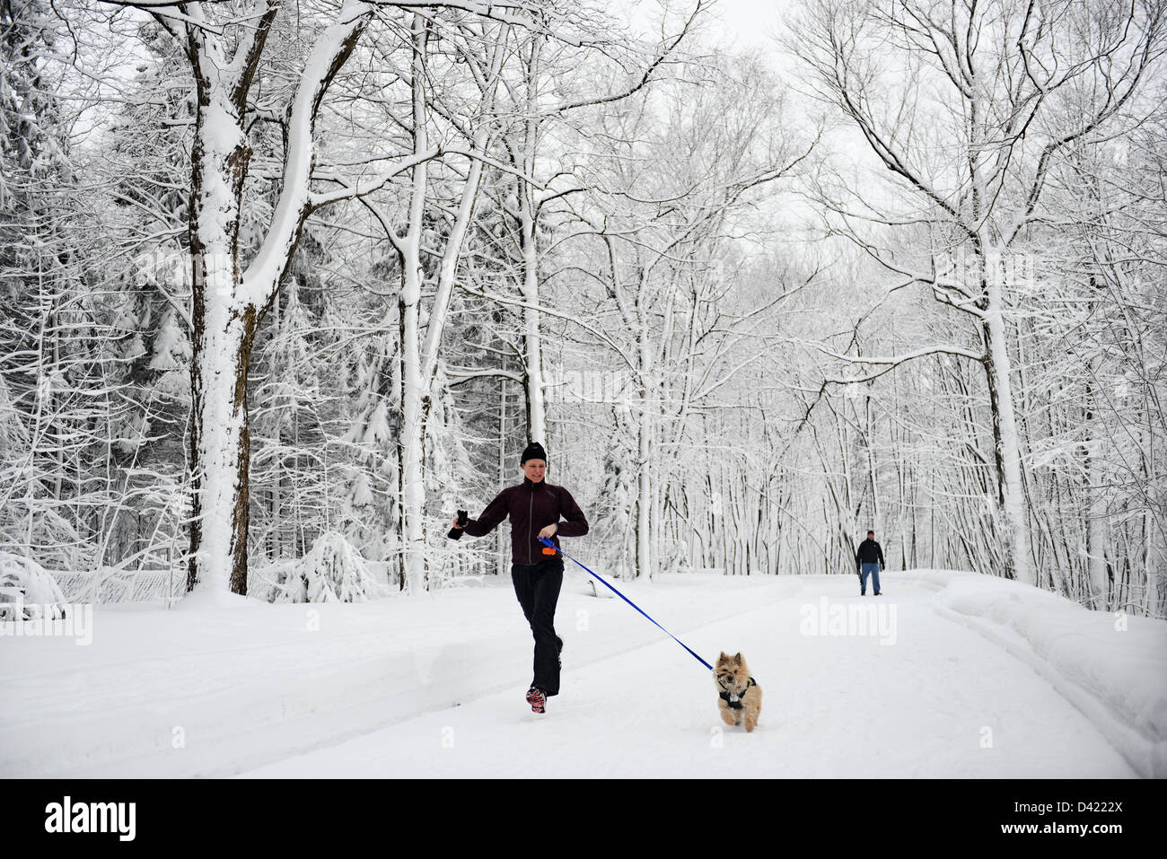 La donna in esecuzione con il suo cane, coperta di neve Mont Royal Park in inverno, Parc du Mont Royal, Montreal, Quebec, Canada Foto Stock