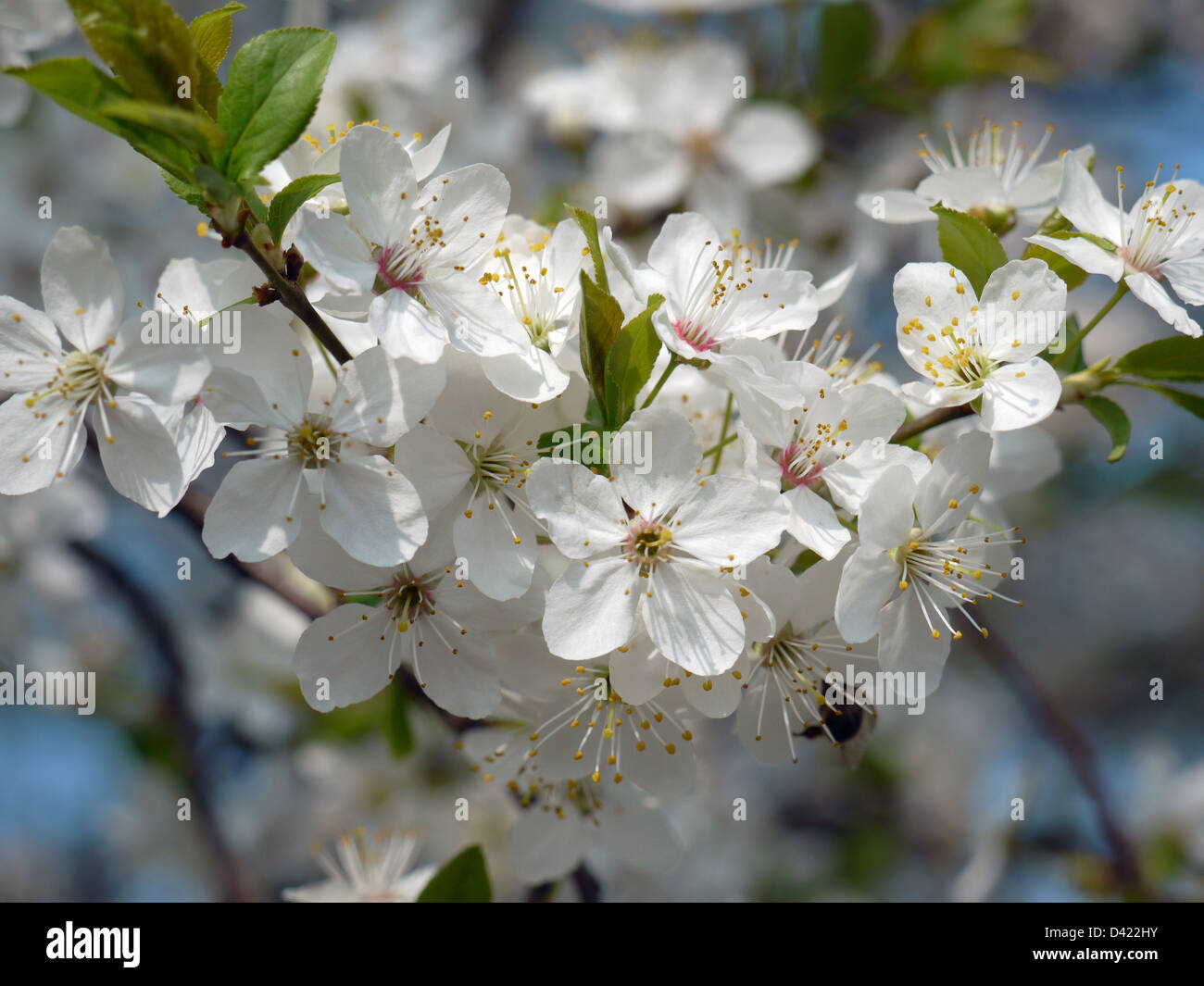 Vista dettagliata del prugnolo albero con fiori Foto Stock