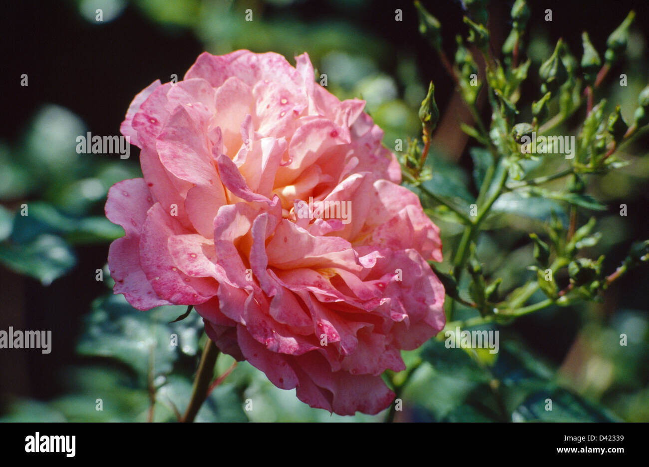 Close-up di un rosa rosa Foto Stock