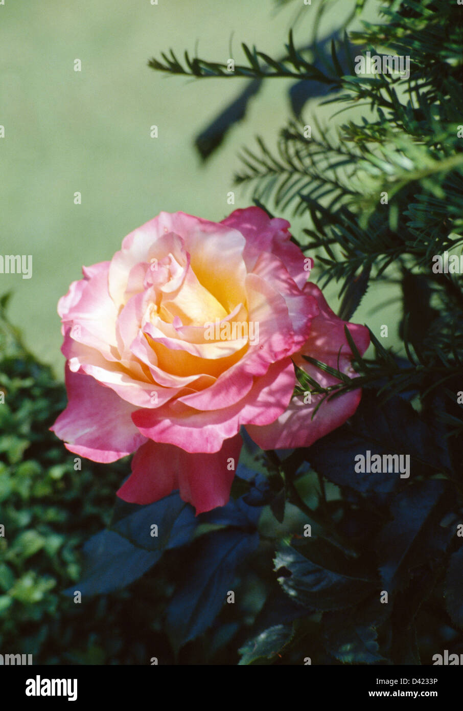 Still-Life di rosa rosa Foto Stock