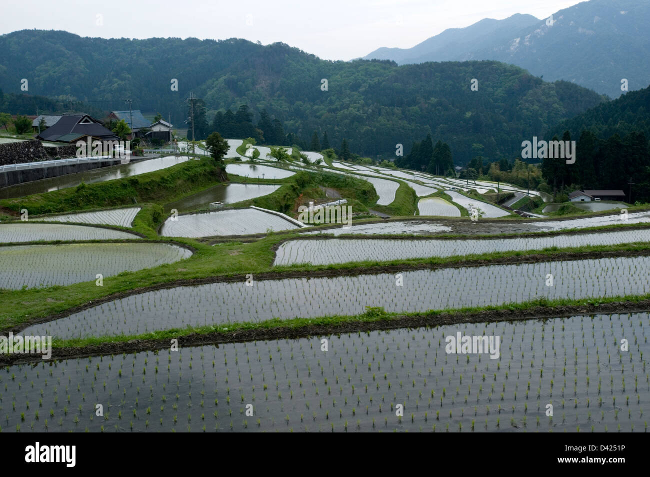 Inondati di riso paddy terrazze con molla piantine spuntano nel verde paesaggio di montagna di Hata, nella prefettura di Shiga, Giappone. Foto Stock