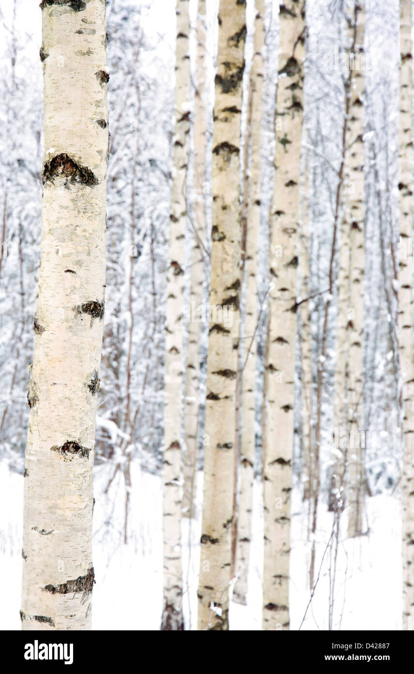 Primo piano della betulla gli alberi in una foresta innevata in inverno Foto Stock