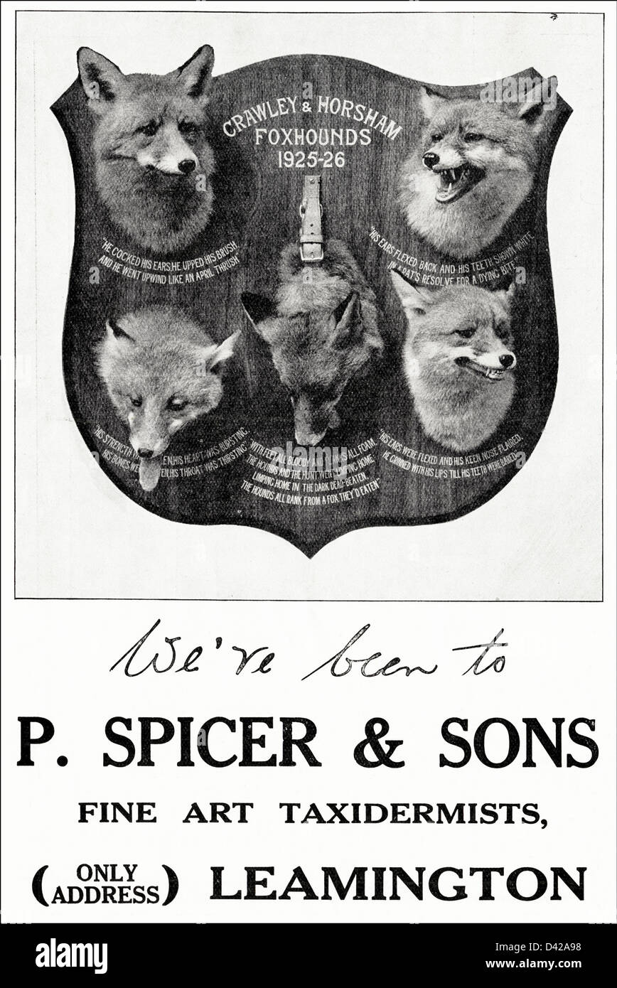 Originale di 1920s vintage stampa pubblicitaria da English Country Gentleman's pubblicità sui giornali arte tassidermista P. Spicer & Figli di Leamington Foto Stock