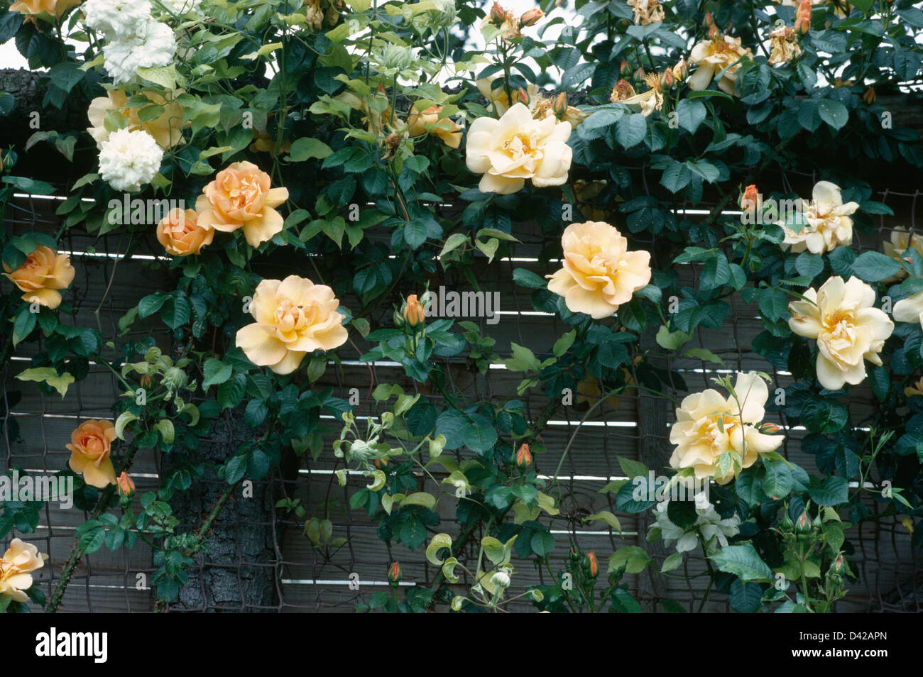 Close up di Rosa 'Maigold' crescente sul recinto Foto Stock