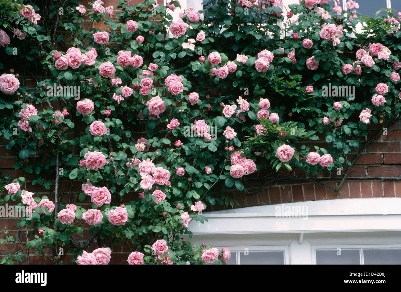 Close-up di mattone rose rampicanti su cottage Foto Stock