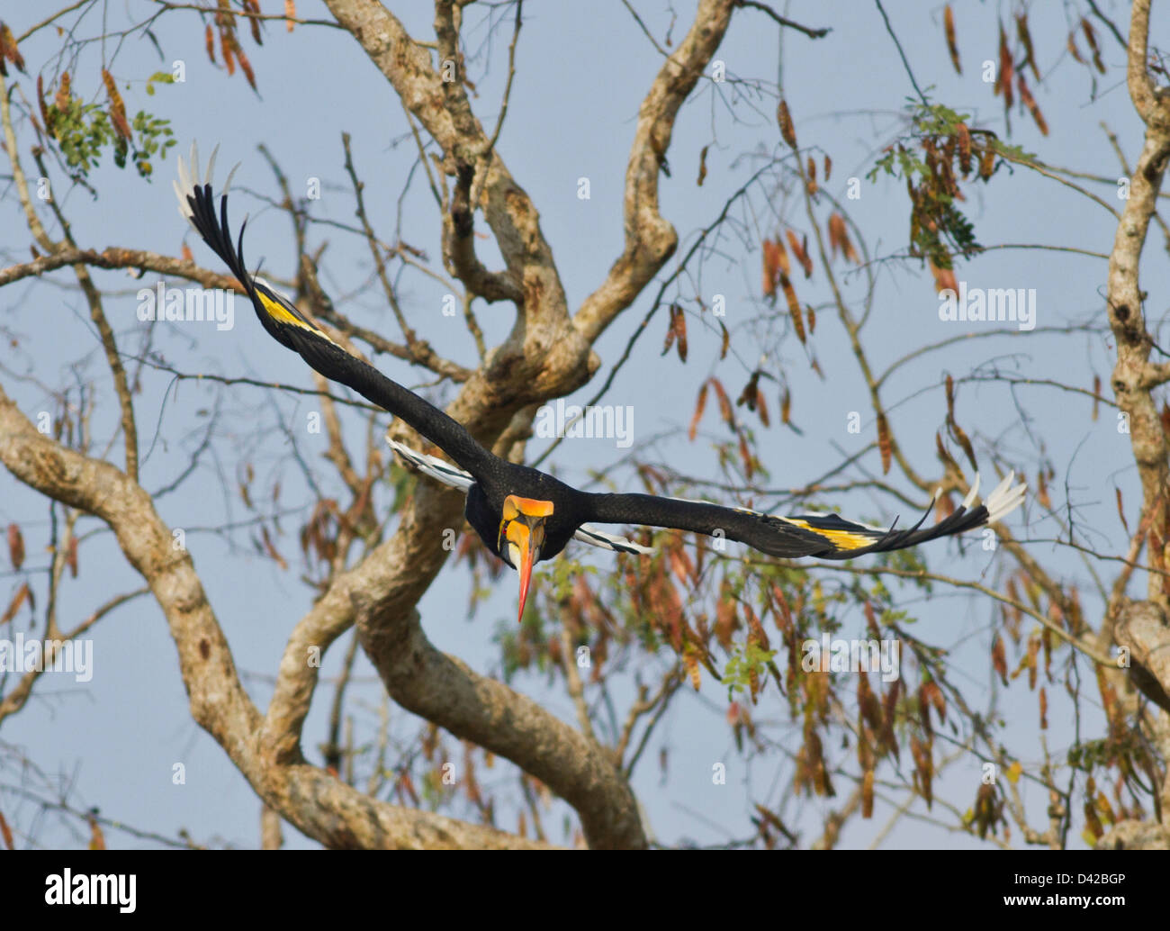 Grande Hornbill in volo, il Parco Nazionale di Kaziranga, India. Foto Stock