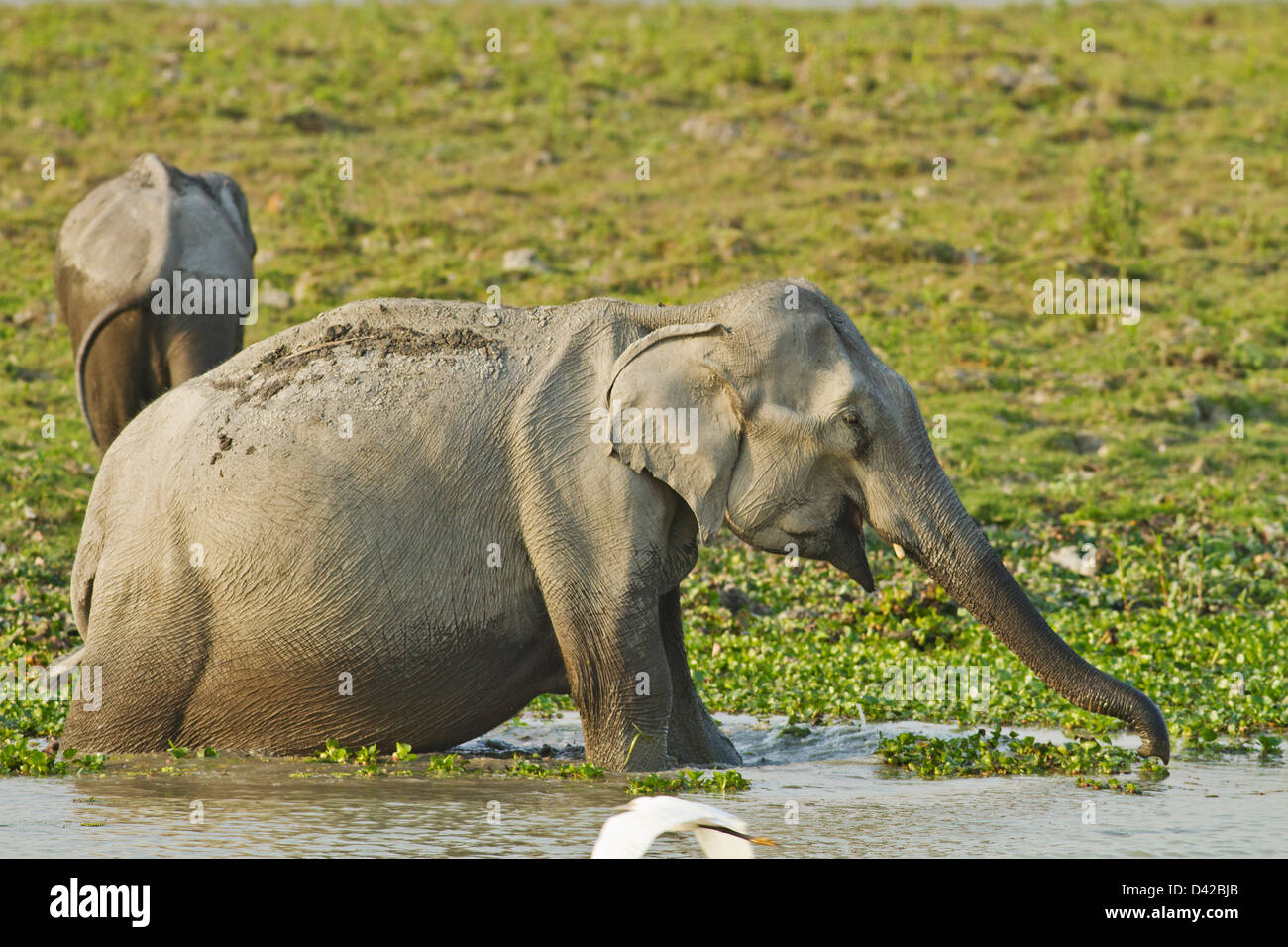 L'elefante indiano alimentando il fiume Brahamputra, il Parco Nazionale di Kaziranga, India. Foto Stock