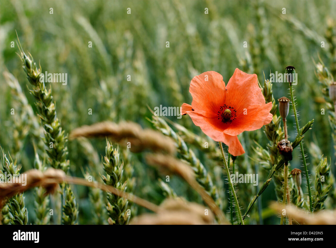 Muenster, Germania, papavero in un cornfield Foto Stock