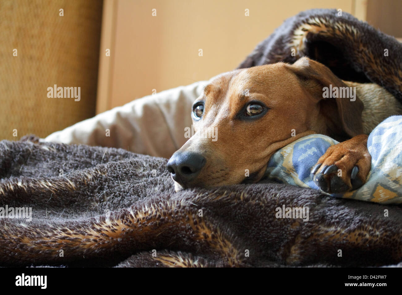 Berlino, Germania Pinscher Tedesco è ricoperto sulla sua dog run Foto Stock