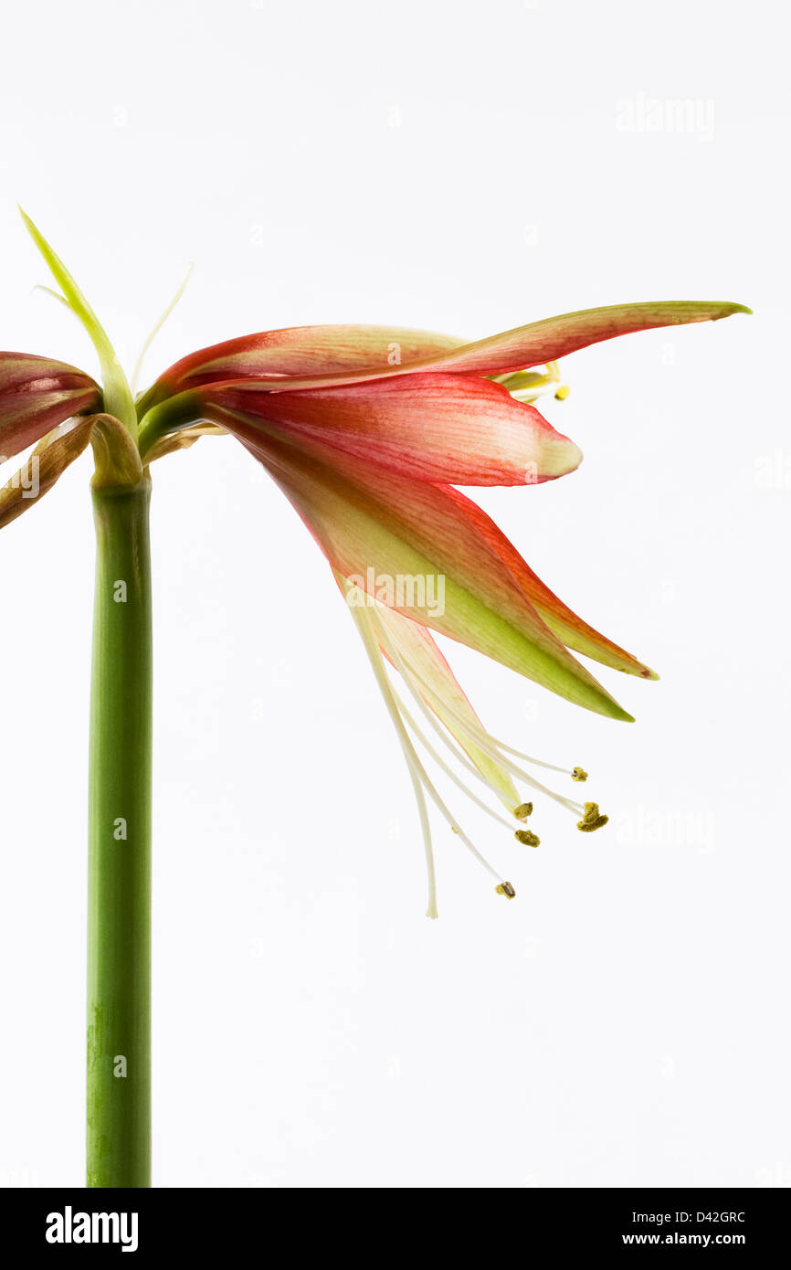 Hippeastrum 'Merengue'. Amaryllis flower 'Merengue'. Foto Stock Hippeastrum 'Merengue'. Amaryllis flower 'Merengue'. Foto Stock