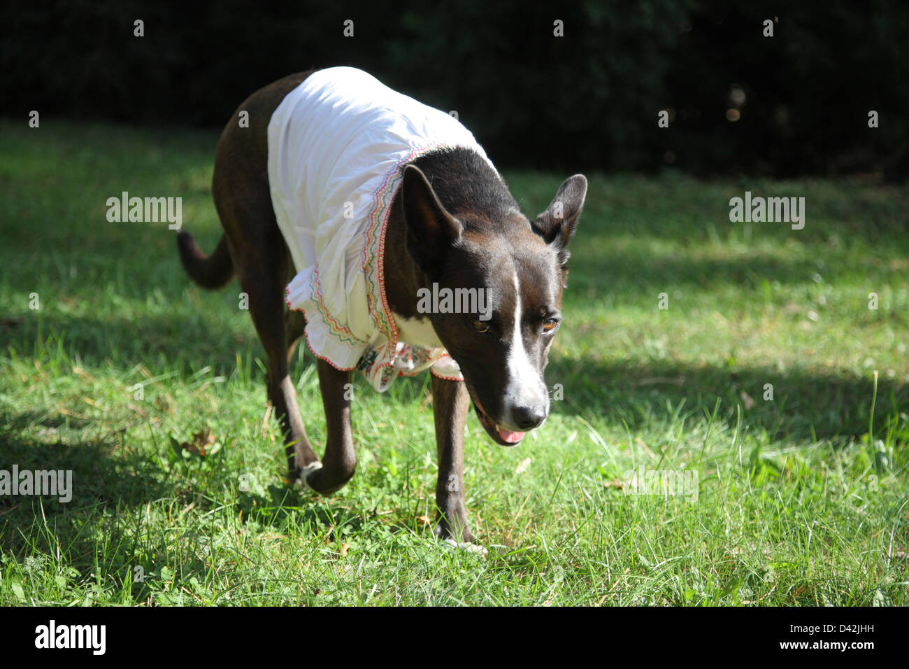 Berlino, Germania, un Labrador-dingo con camicetta Foto Stock