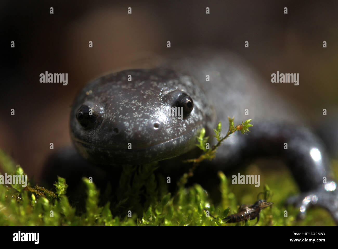 Salamandra streamside su moss Ohio anfibi Foto Stock