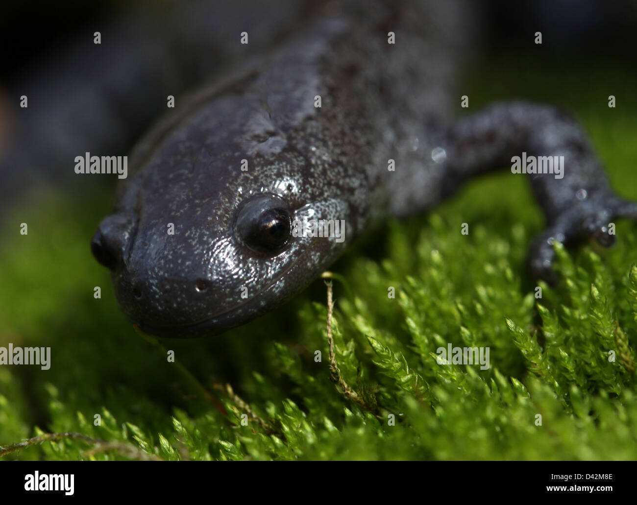 Salamandra streamside su moss Ohio anfibi Foto Stock