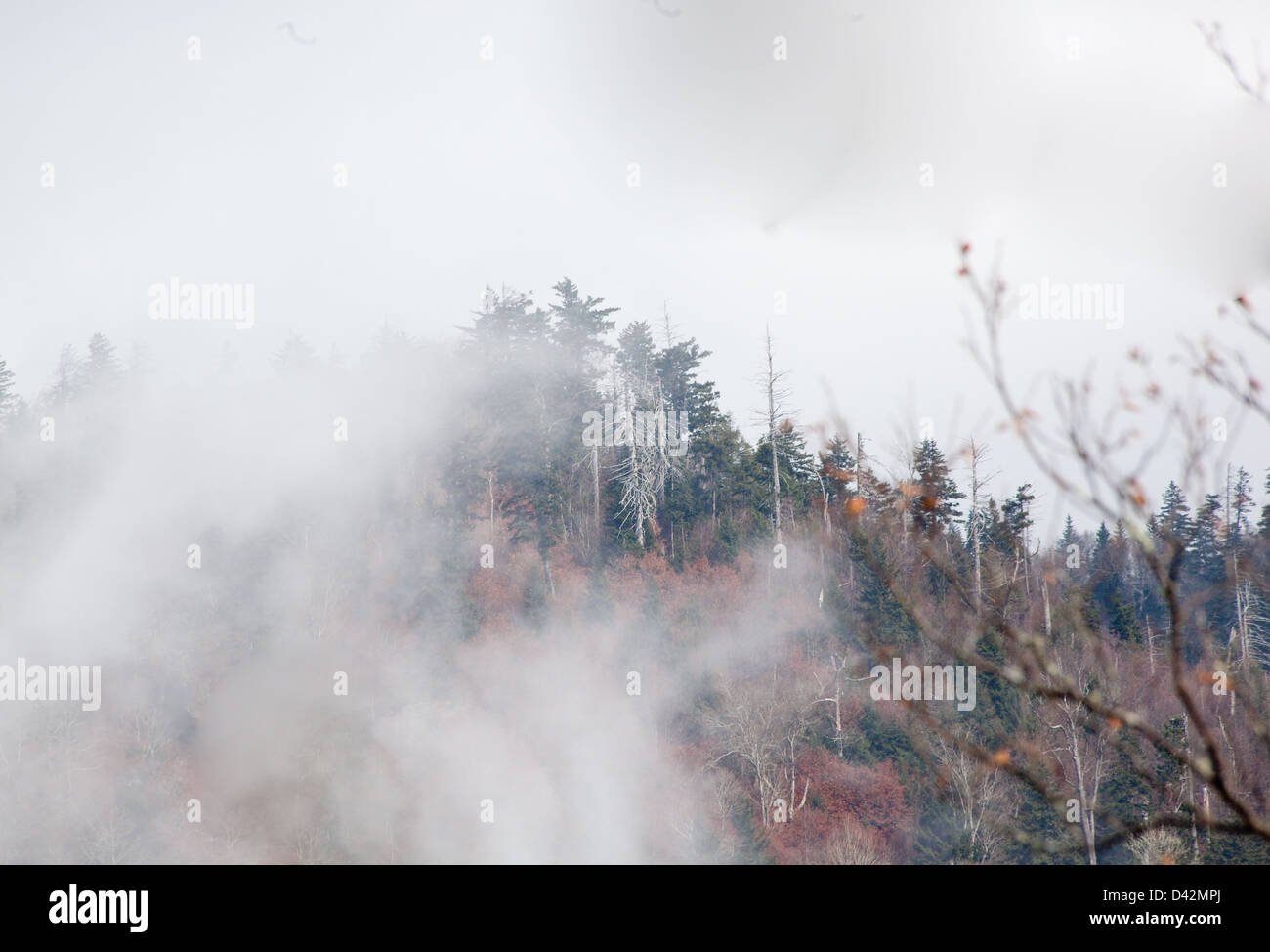 Nebbia di mattina su un lato montagna Foto Stock