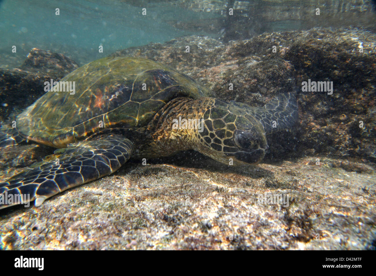 Tartaruga Verde underwater Hawaii Big Island Pacific Ocean alimentazione Foto Stock